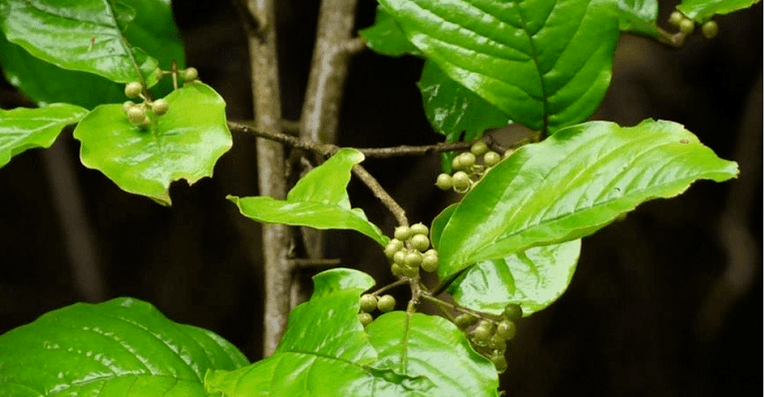 Ayurvedic plant Vidanga - a powerful remedy against parasites in the intestines